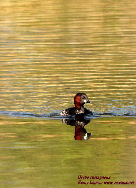 Little Grebe