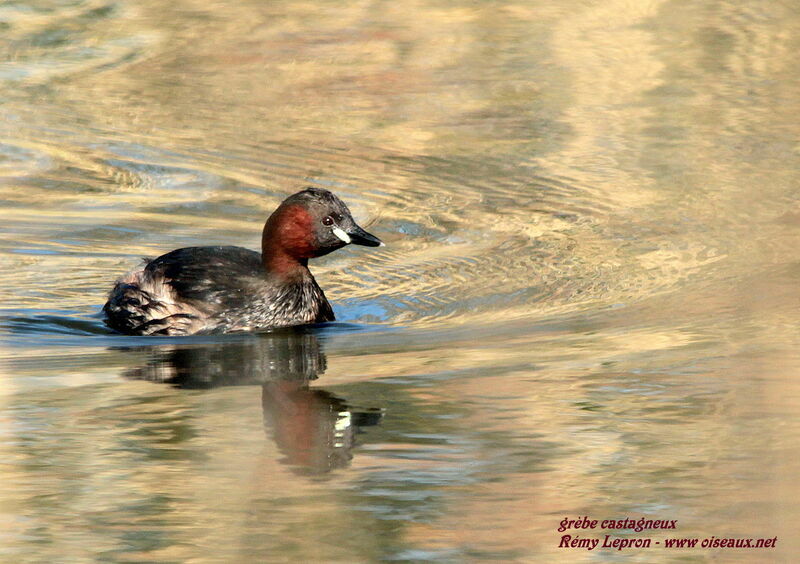 Little Grebe