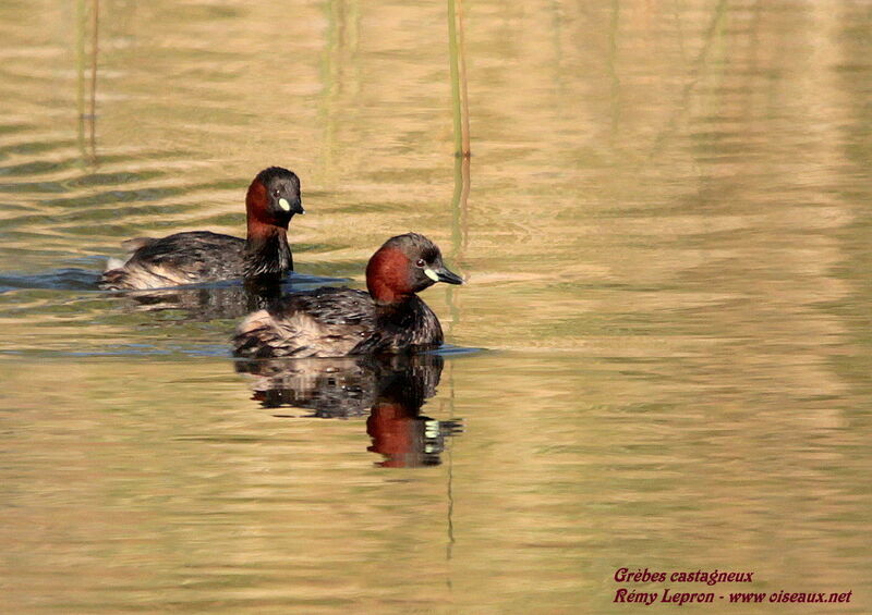 Little Grebe