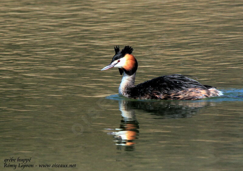 Great Crested Grebeadult