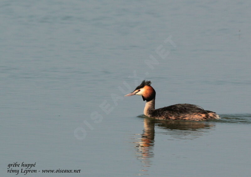 Great Crested Grebeadult