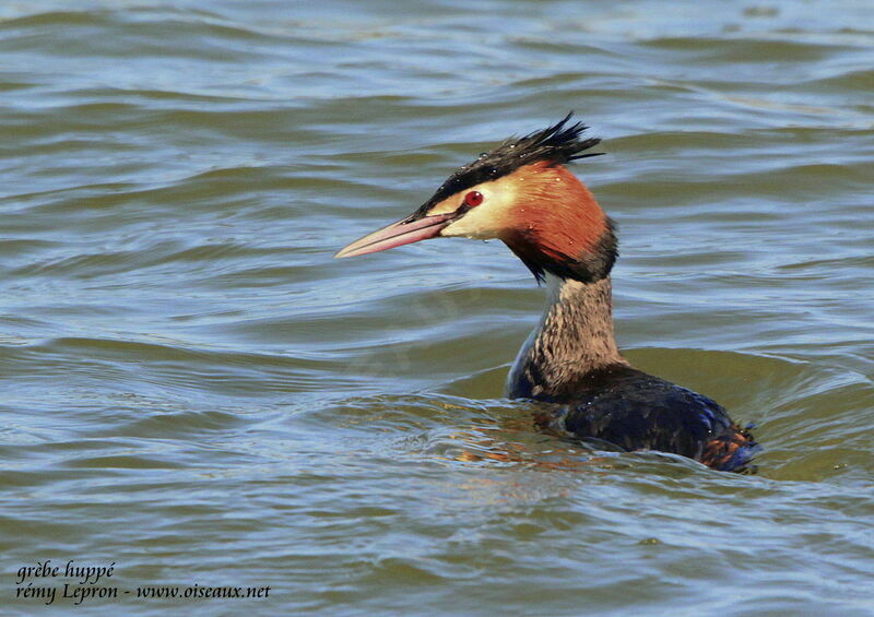 Great Crested Grebeadult breeding