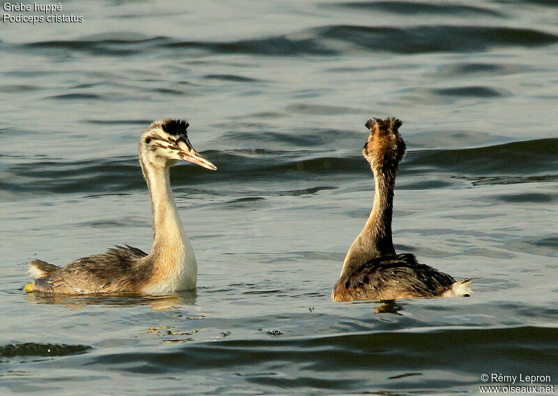 Great Crested GrebeFirst year