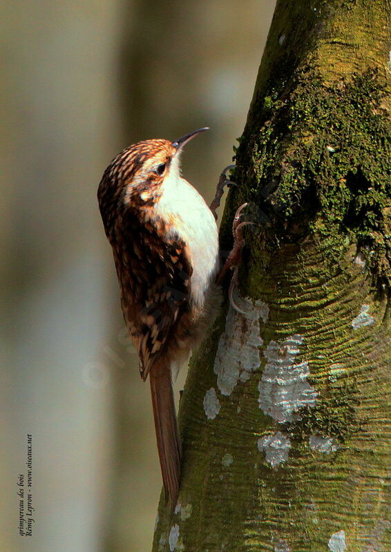 Eurasian Treecreeperadult