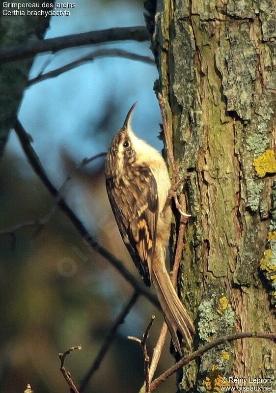 Short-toed Treecreeper