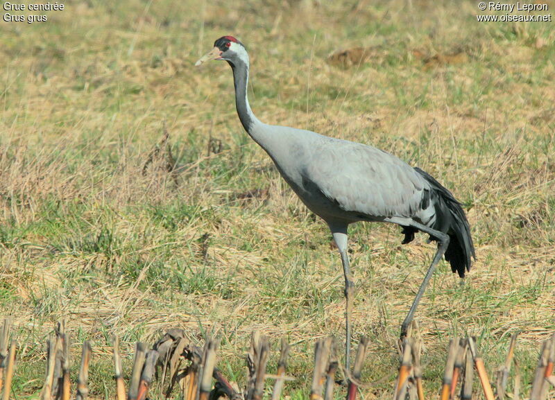 Grue cendréeadulte