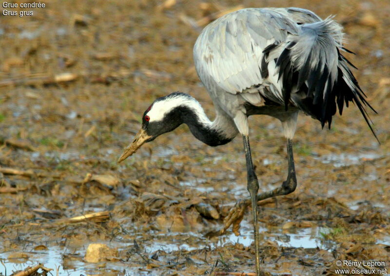 Common Crane