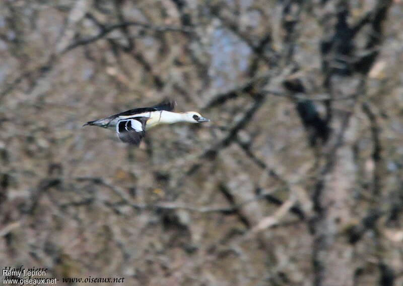 Smew male adult, Flight