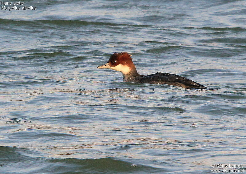 Smew female adult