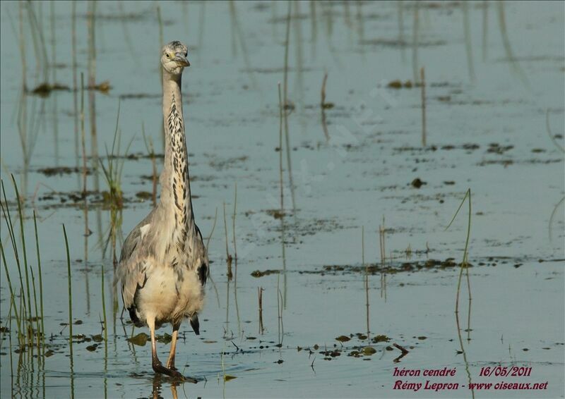 Grey Heronimmature