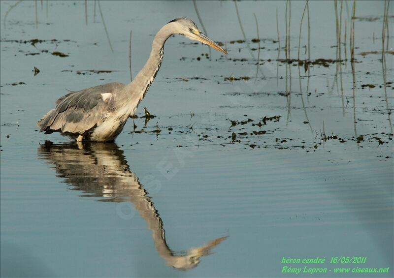 Grey Heron