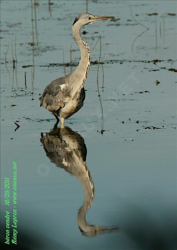 Grey Heron