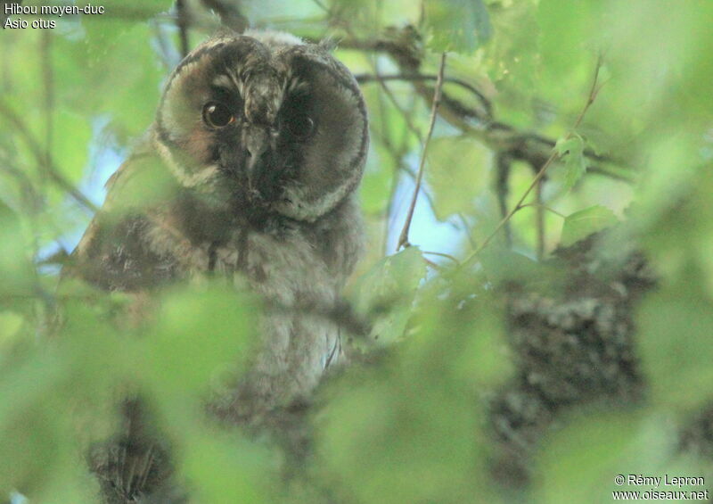 Long-eared OwlFirst year