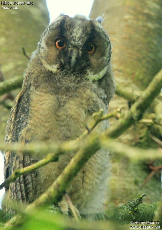 Long-eared OwlFirst year