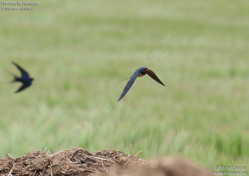 Hirondelle rustique mâle