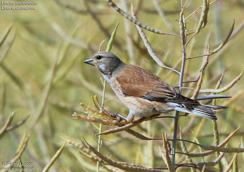 Linotte mélodieuse mâle