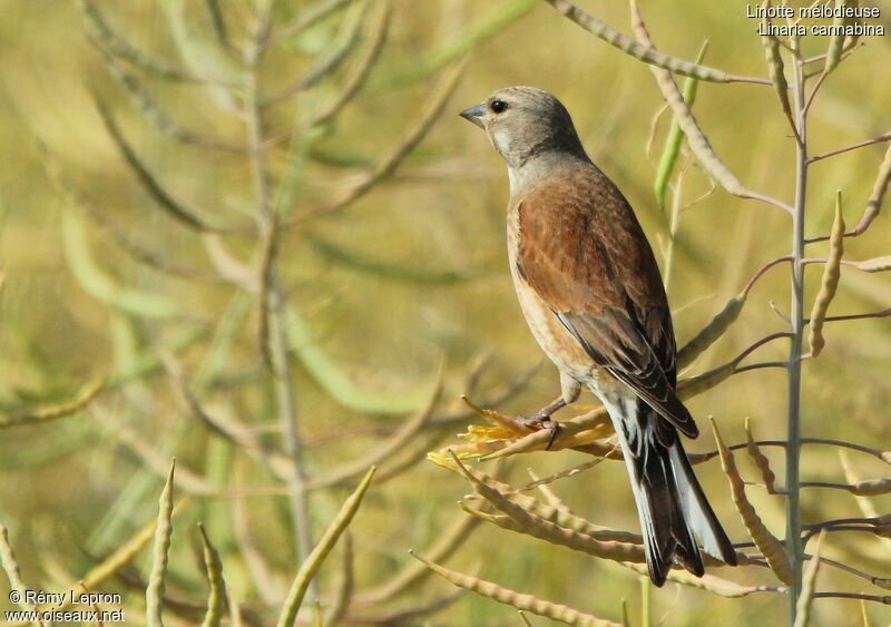 Linotte mélodieuse mâle