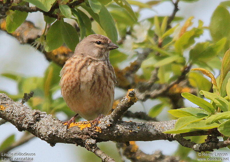 Linotte mélodieuse femelle adulte