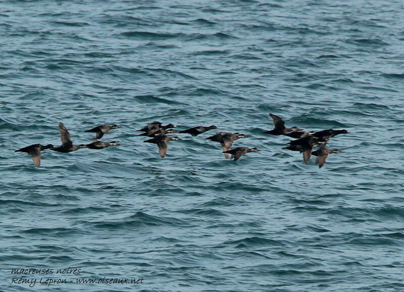 Common Scoter, Flight