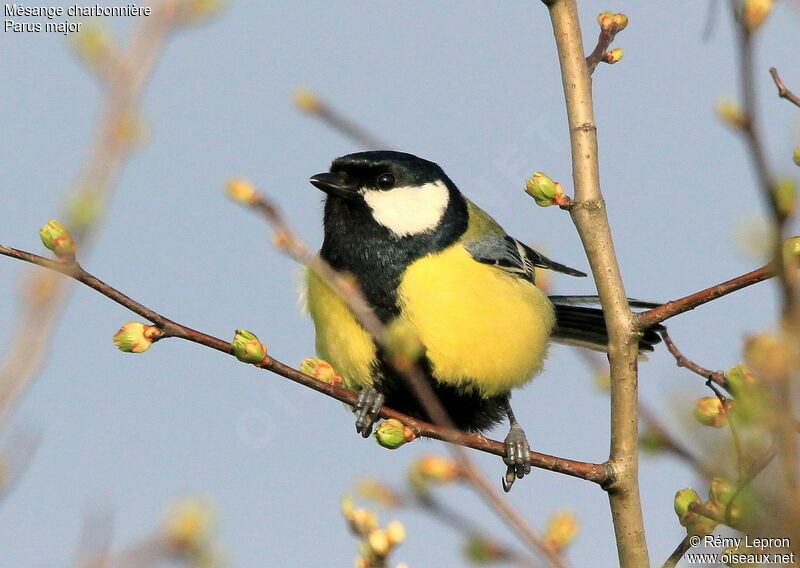 Mésange charbonnière mâle adulte