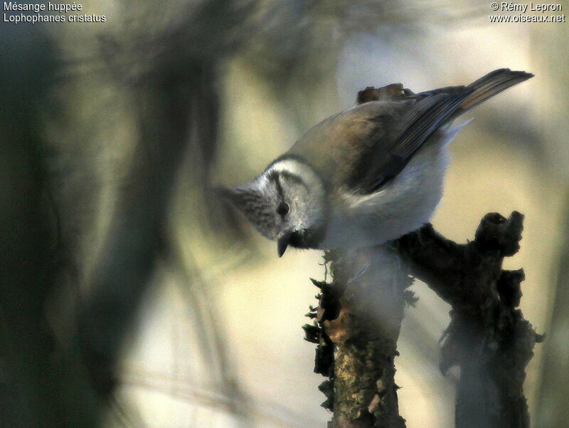 Crested Tit