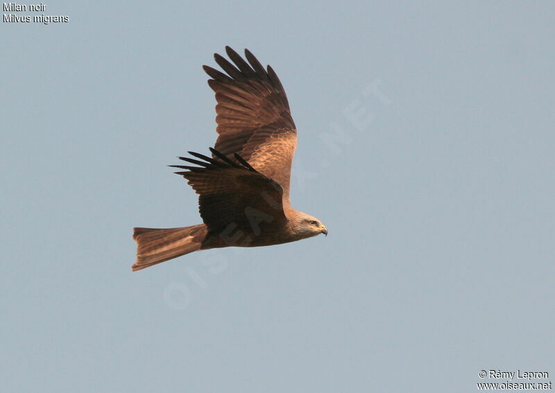 Black Kite