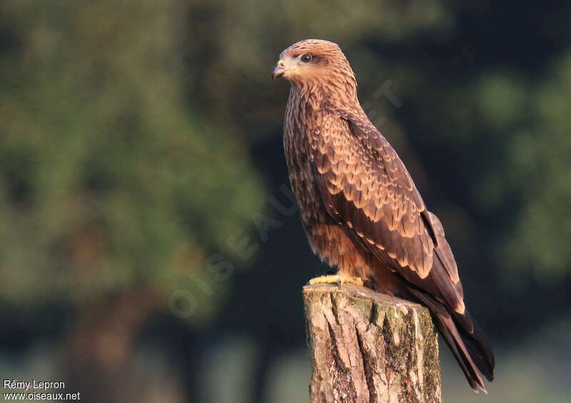 Black Kitejuvenile, identification