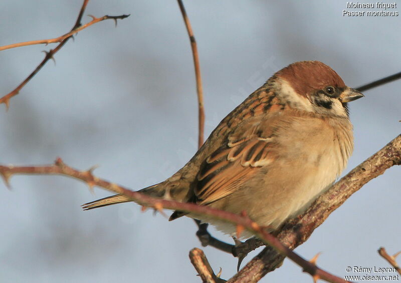 Eurasian Tree Sparrow