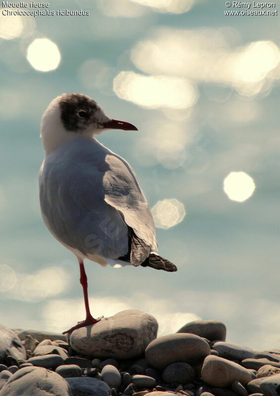 Black-headed Gulladult post breeding