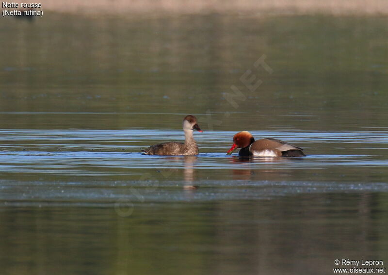 Red-crested Pochard adult