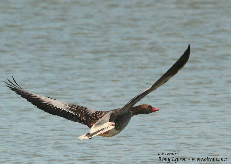 Greylag Goose