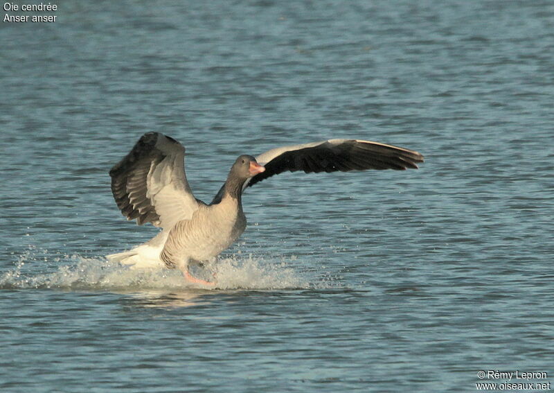 Greylag Goose