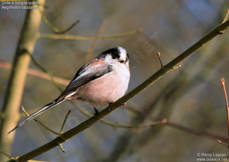 Long-tailed Titadult