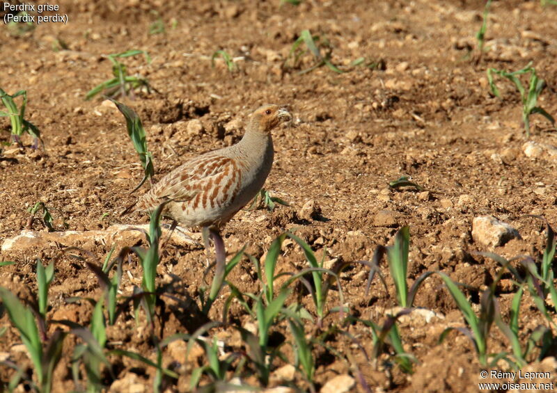 Grey Partridgeadult