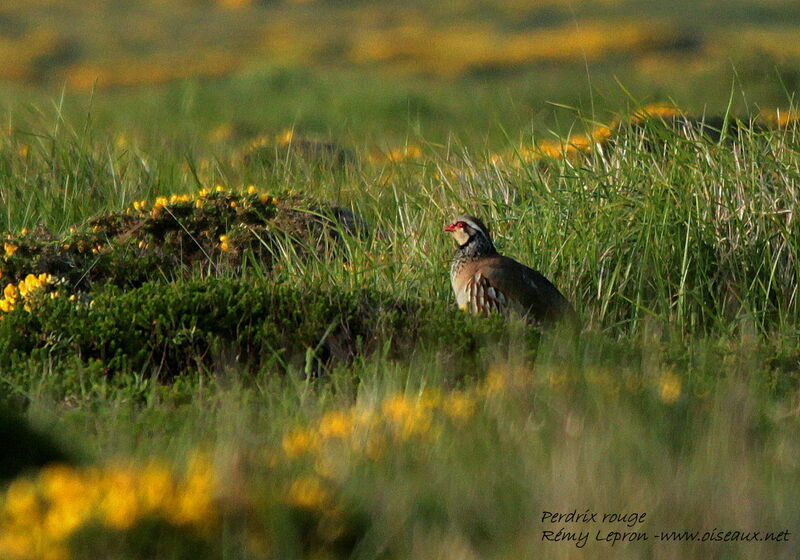 Red-legged Partridge