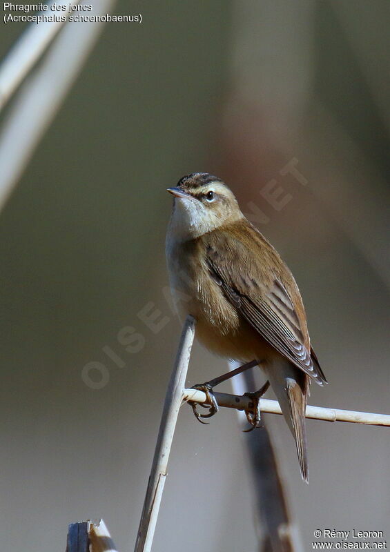 Sedge Warbler male adult, song