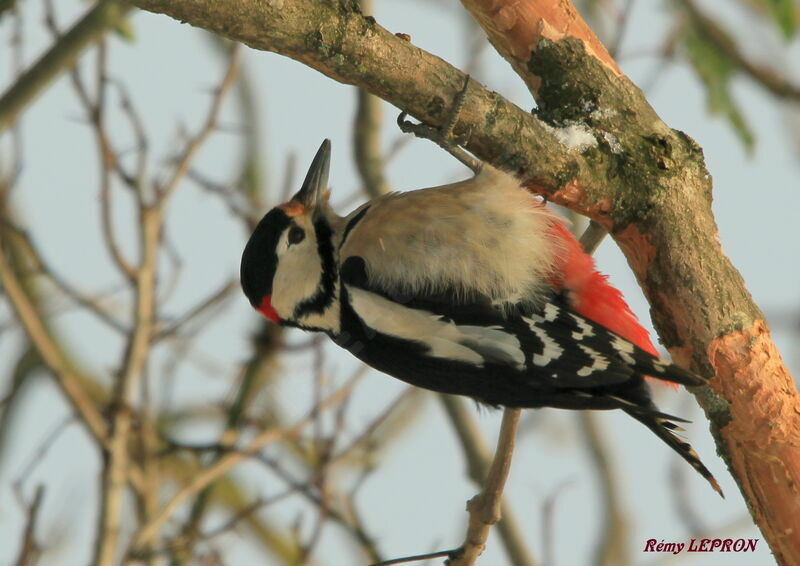 Great Spotted Woodpecker male adult