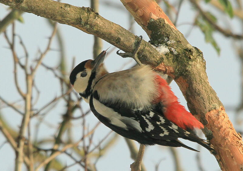 Great Spotted Woodpecker