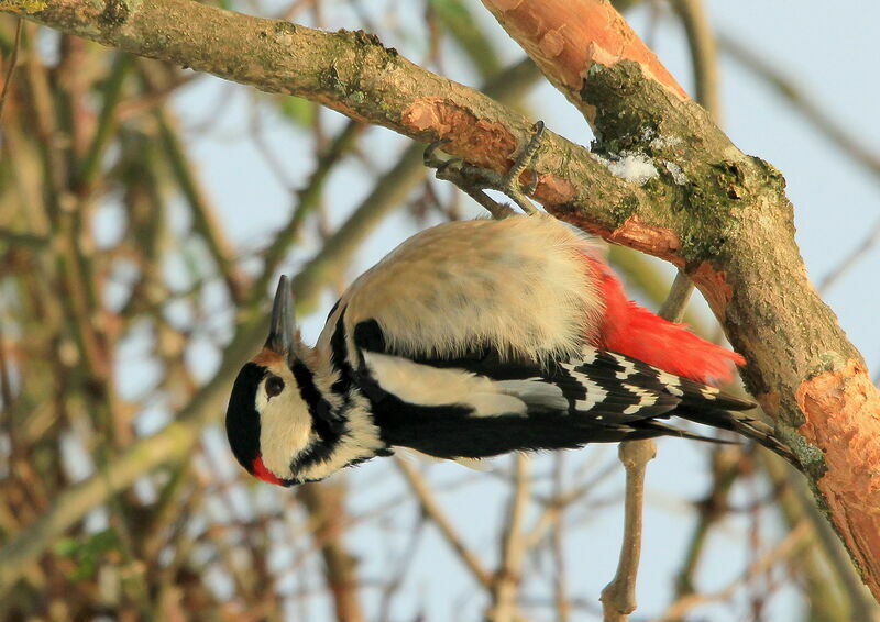 Great Spotted Woodpecker