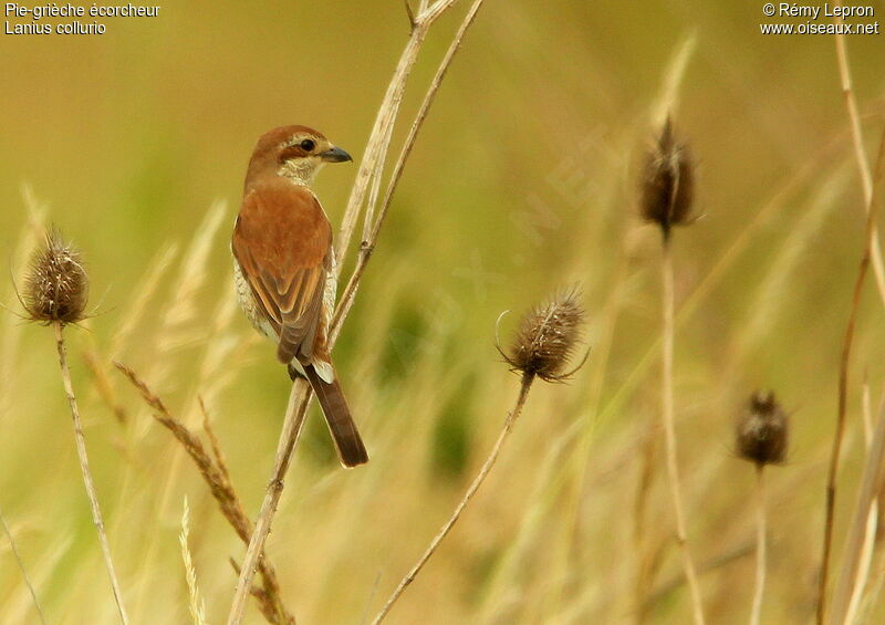 Red-backed Shrike female