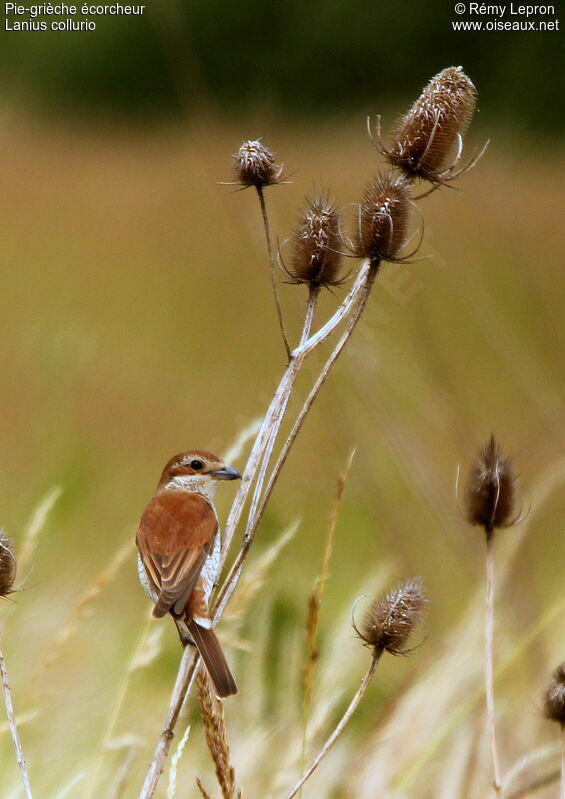 Red-backed Shrike female