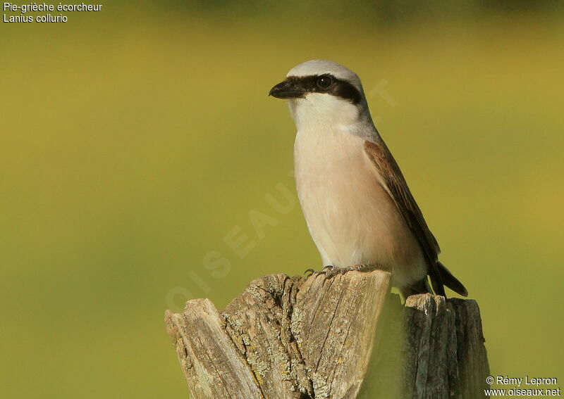 Red-backed Shrike male adult