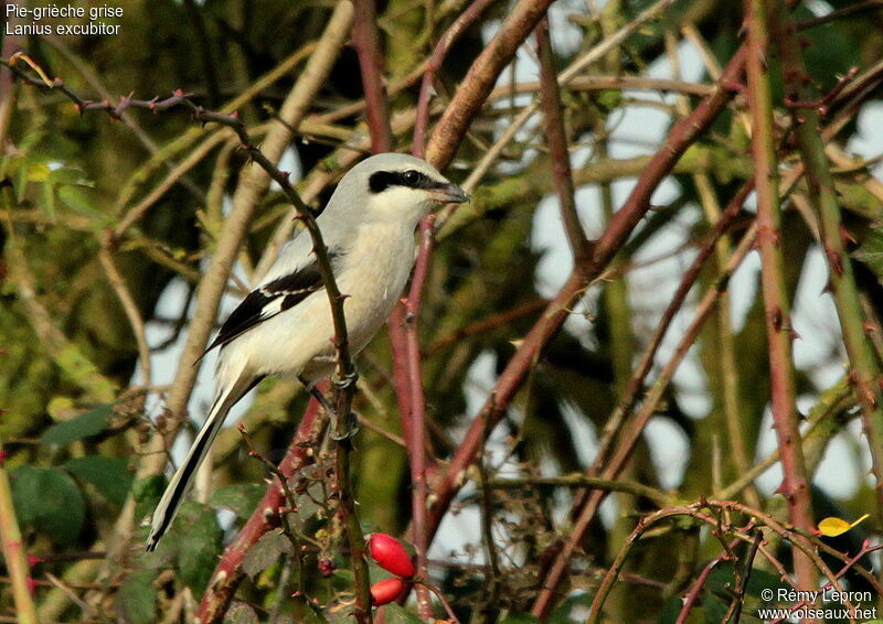 Great Grey Shrikeadult