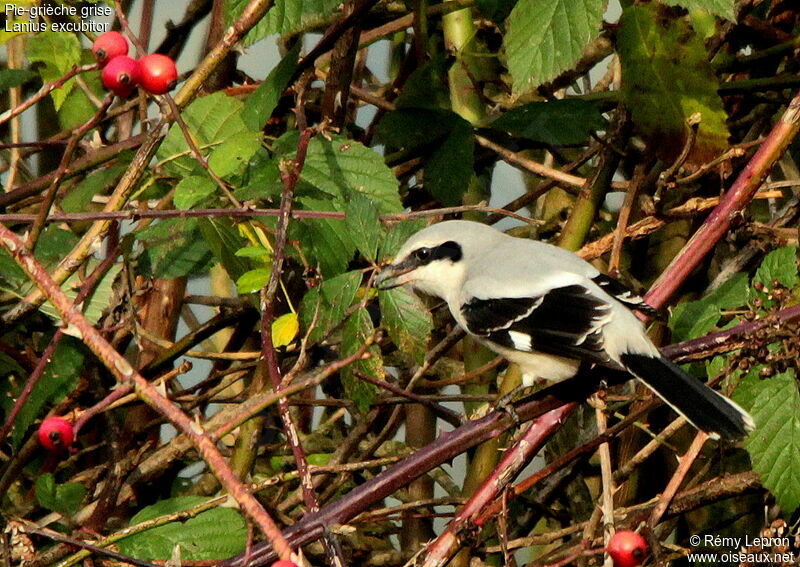 Great Grey Shrikeadult