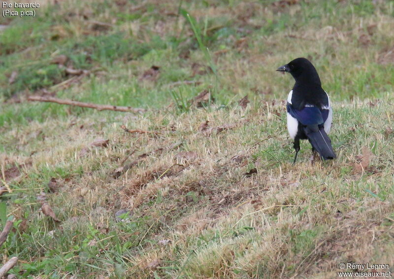 Eurasian Magpieadult