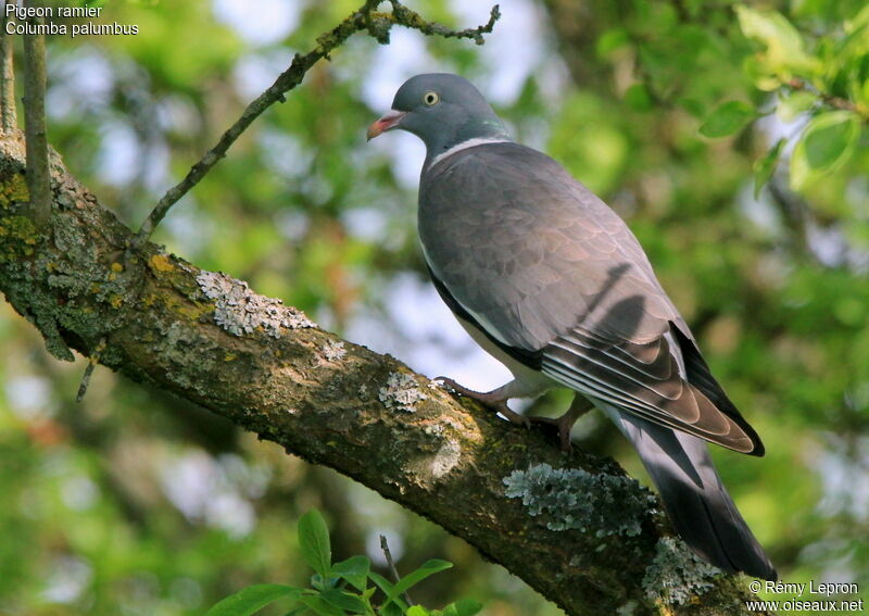 Pigeon ramieradulte