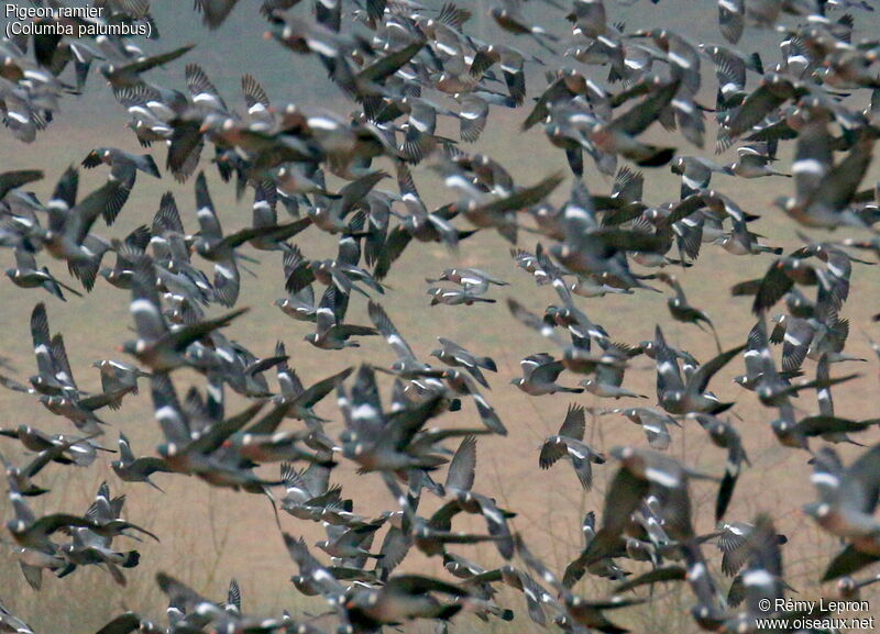 Common Wood Pigeon