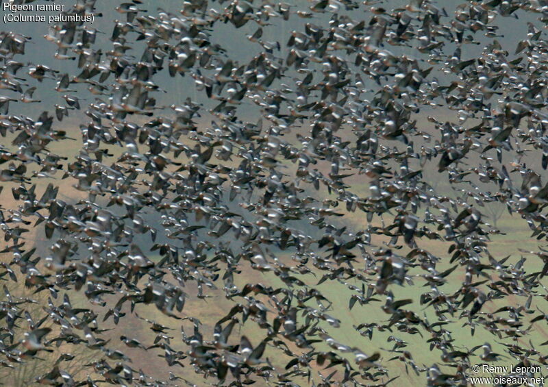 Common Wood Pigeon