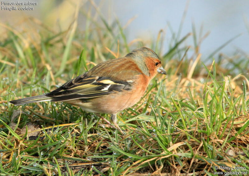 Eurasian Chaffinch male adult