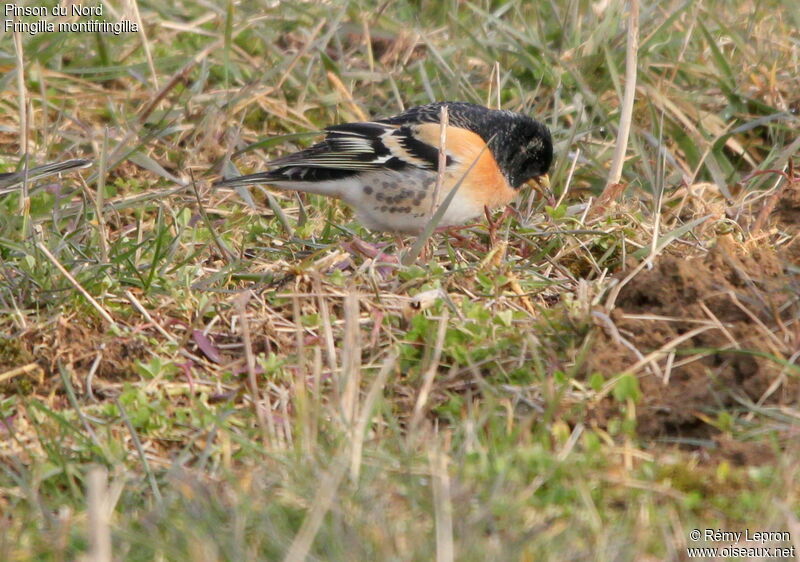 Brambling male